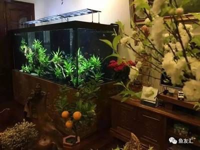 飼養魟魚沉木：飼養魟魚沉木的注意事項 飼養魟魚沉木：飼養魟魚沉木的注意事項 魟魚百科 第1張