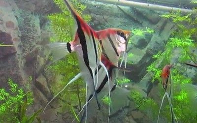 開個水族館賣觀賞魚掙錢嗎（開個水族館賣觀賞魚在滿足條件下是可以掙錢的）