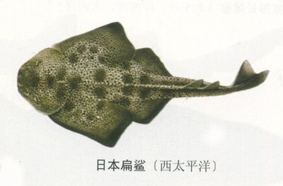 魟魚尾巴咬了個(gè)口：關(guān)于魟魚尾巴咬了個(gè)口的問題，我可以提供以下信息