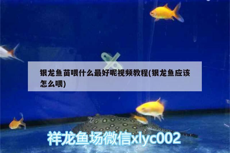 銀龍魚苗喂什么最好呢視頻教程(銀龍魚應(yīng)該怎么喂) 銀龍魚苗喂什么最好呢視頻教程(銀龍魚應(yīng)該怎么喂) 銀龍魚百科