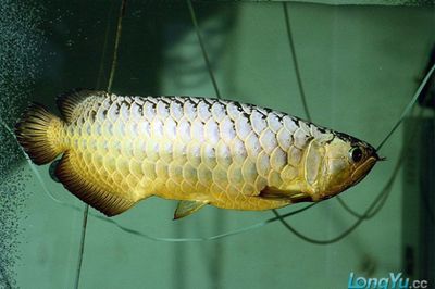 金龍魚缸水溫多少度合適養魚，金龍魚缸水溫在25-28℃范圍內最適合養魚 金龍魚缸水溫多少度合適養魚，金龍魚缸水溫在25-28℃范圍內最適合養魚 魚缸百科 第5張