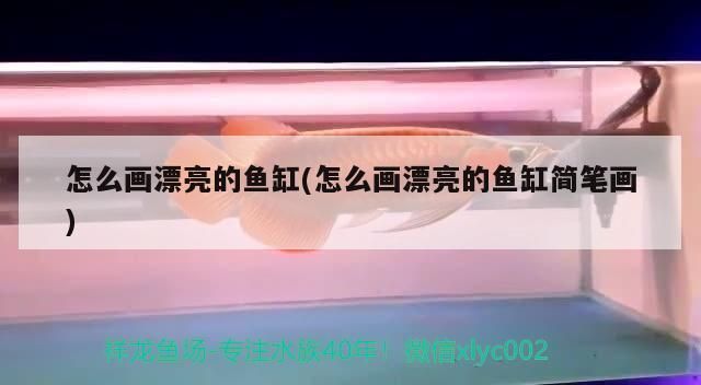 金龍魚用什么魚缸vs祥龍魚場:金龍魚用什么魚缸和祥龍魚場價格趨勢金龍魚與祥龍魚區(qū)別