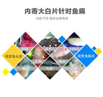 回來一個半月 回來一個半月 龍魚論壇 第3張