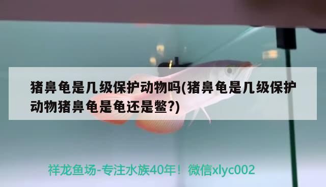魚缸過濾器選購指南:自制魚缸過濾器魚缸上置過濾器對于養魚愛好者的必備知識 豬鼻龜是幾級保護動物嗎(豬鼻龜是幾級保護動物豬鼻龜是龜還是鱉?) 豬鼻龜百科 豬鼻龜是幾級保護動物嗎(豬鼻龜是幾級保護動物豬鼻龜是龜還是鱉?) 豬鼻龜是幾級保護動物嗎(豬鼻龜是幾級保護動物豬鼻龜是龜還是鱉?) 豬鼻龜百科