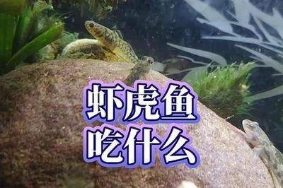 虎魚吃不到蝦肉被別的魚搶了：為什么虎魚吃不到蝦肉？