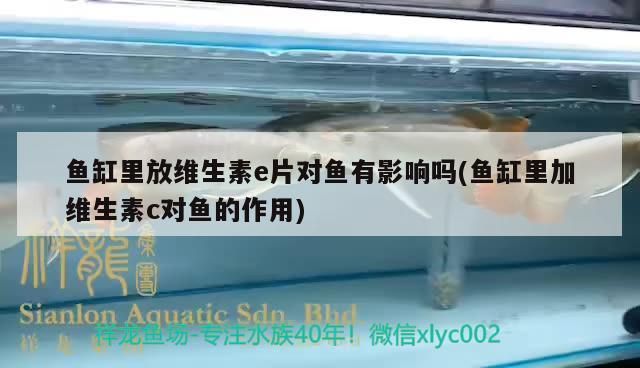 魚缸里放維生素e片對魚有影響嗎(魚缸里加維生素c對魚的作用)