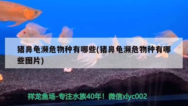 魚缸用增氧泵價格是多少:魚缸增氧機-xtrac增氧機-xtrac增氧機 豬鼻龜瀕危物種有哪些(豬鼻龜瀕危物種有哪些圖片) 豬鼻龜百科 豬鼻龜瀕危物種有哪些(豬鼻龜瀕危物種有哪些圖片) 豬鼻龜瀕危物種有哪些(豬鼻龜瀕危物種有哪些圖片) 豬鼻龜百科