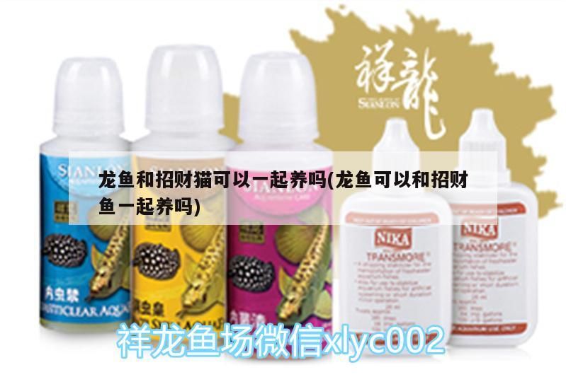 龍魚和招財(cái)貓可以一起養(yǎng)嗎(龍魚可以和招財(cái)魚一起養(yǎng)嗎) 龍魚和招財(cái)貓可以一起養(yǎng)嗎(龍魚可以和招財(cái)魚一起養(yǎng)嗎) 黃金貓魚百科 第1張