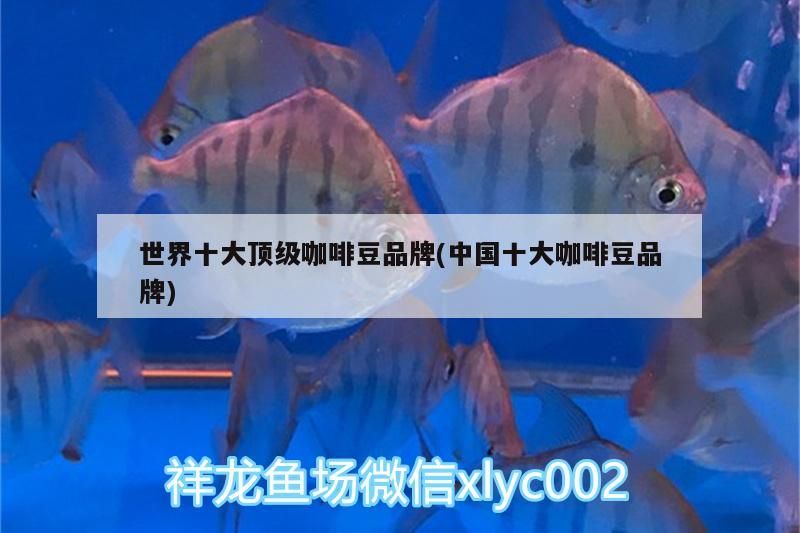 世界十大頂級(jí)咖啡豆品牌(中國十大咖啡豆品牌)