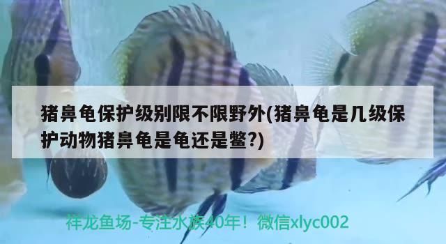 豬鼻龜保護級別限不限野外(豬鼻龜是幾級保護動物豬鼻龜是龜還是鱉?)