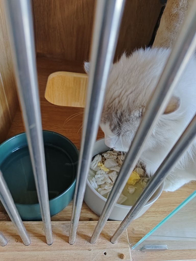 布偶貓