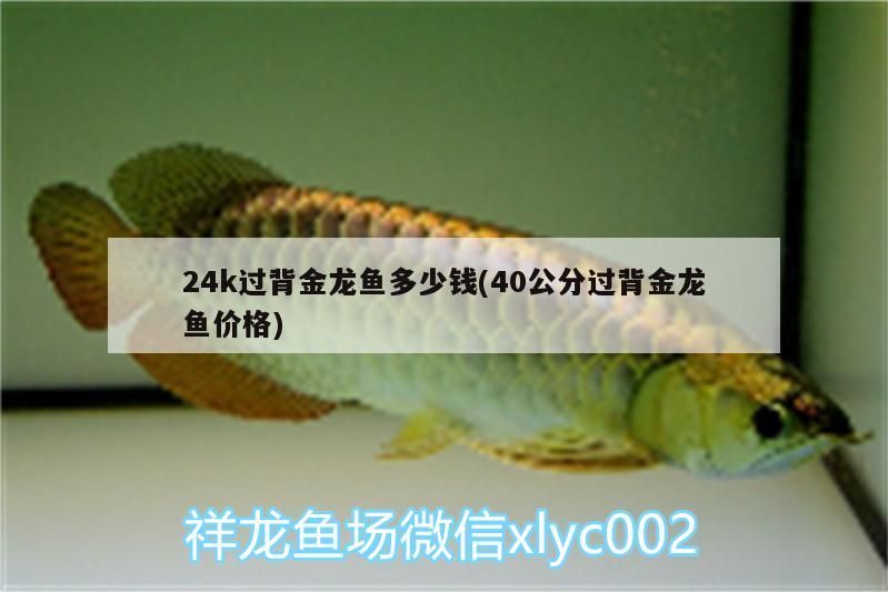 24k過背金龍魚多少錢(40公分過背金龍魚價(jià)格)