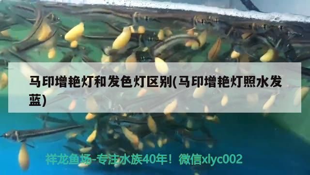 馬印增艷燈和發(fā)色燈區(qū)別(馬印增艷燈照水發(fā)藍)