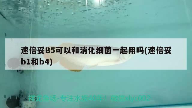 速倍妥B5可以和消化細菌一起用嗎(速倍妥b1和b4)