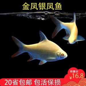 元寶鳳凰和金龍混養：元寶鳳凰和金龍魚可以混養嗎？ 元寶鳳凰和金龍混養：元寶鳳凰和金龍魚可以混養嗎？ 元寶鳳凰魚百科 第3張