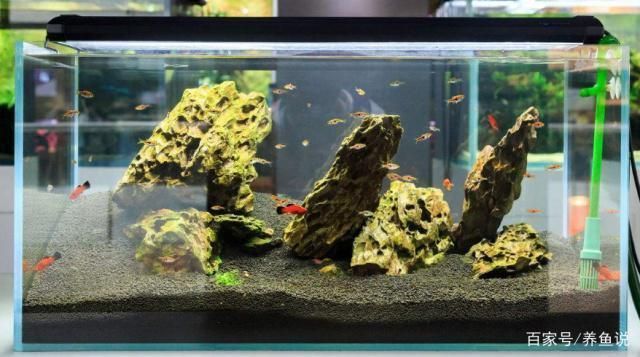 10種最耐養觀賞魚：10種最耐養的觀賞魚 10種最耐養觀賞魚：10種最耐養的觀賞魚 魚缸百科 第3張