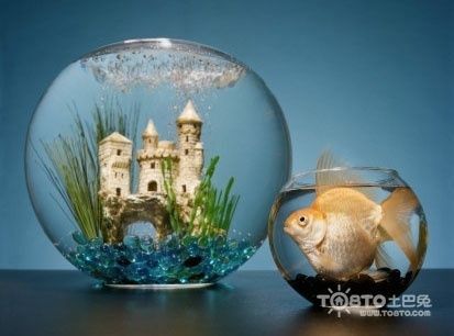 10種最耐養觀賞魚：10種最耐養的觀賞魚 10種最耐養觀賞魚：10種最耐養的觀賞魚 魚缸百科 第4張