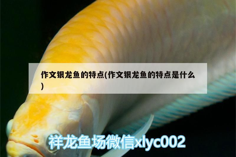 作文銀龍魚的特點(diǎn)(作文銀龍魚的特點(diǎn)是什么)