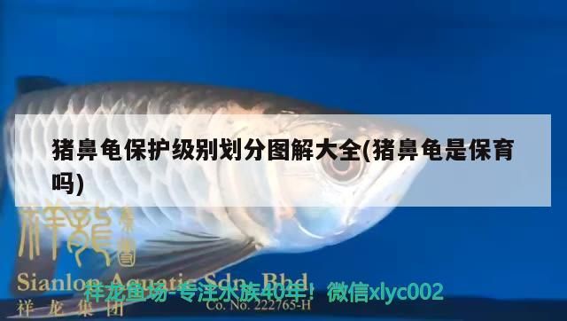 豬鼻龜保護級別劃分圖解大全(豬鼻龜是保育嗎) 豬鼻龜保護級別劃分圖解大全(豬鼻龜是保育嗎) 豬鼻龜百科
