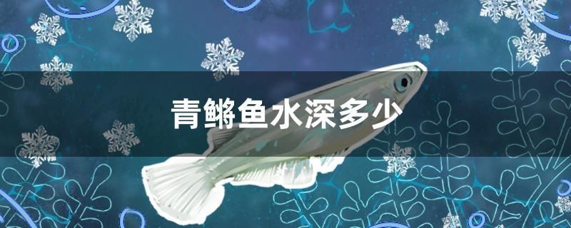 青鳉魚(yú)水深多少