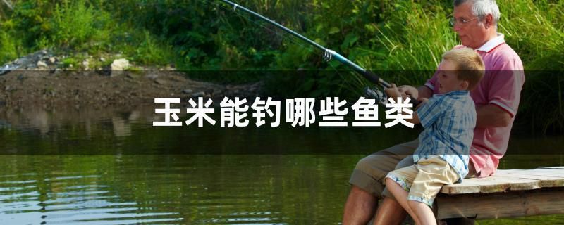 玉米能釣哪些魚類