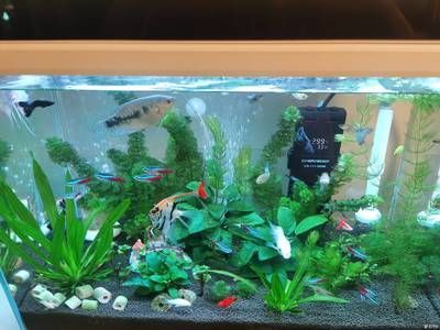 905050魚缸：90,50,50的魚缸價格是多少