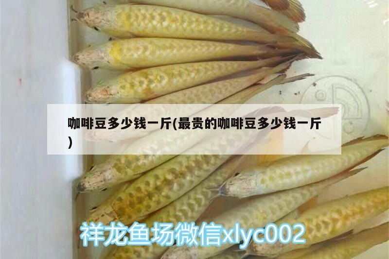 咖啡豆多少錢一斤(最貴的咖啡豆多少錢一斤)