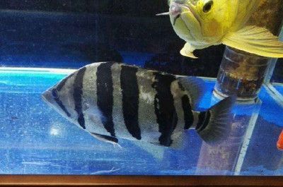 虎魚(yú)苗能吃活的泥鰍嗎：虎魚(yú)苗可以吃活的泥鰍嗎