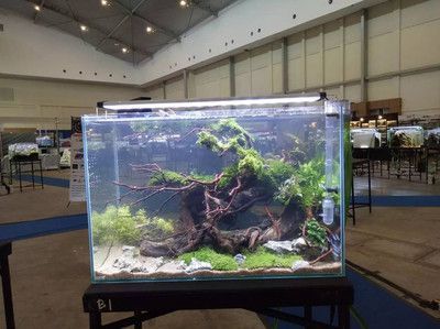 2024水族展覽會：2024中國國際寵物水族展覽會 2024水族展覽會：2024中國國際寵物水族展覽會 魚缸百科 第3張
