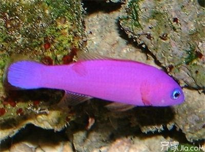 詳細(xì)閱讀:海水觀賞魚種類有哪些(海水觀賞魚的種類及種類介紹) 海水觀賞魚種類有哪些(海水觀賞魚的種類及種類介紹)