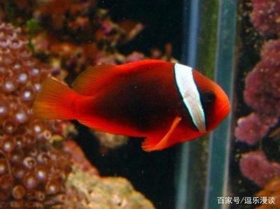詳細(xì)閱讀:海水觀賞魚種類有哪些(海水觀賞魚的種類及種類介紹) 海水觀賞魚種類有哪些(海水觀賞魚的種類及種類介紹)