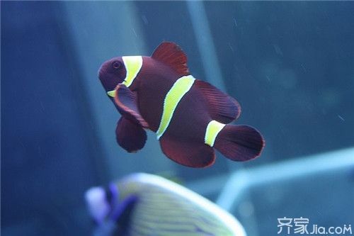 海水觀賞魚種類有哪些(海水觀賞魚的種類及種類介紹) 速倍妥 第4張 海水觀賞魚種類有哪些(海水觀賞魚的種類及種類介紹) 海水觀賞魚種類有哪些(海水觀賞魚的種類及種類介紹) 速倍妥 第4張