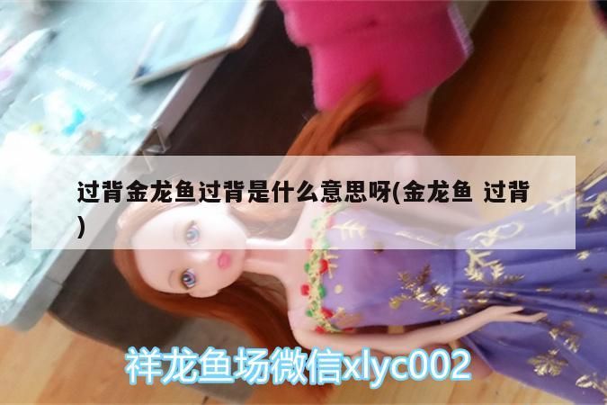 過背金龍魚過背是什么意思呀(金龍魚過背) 過背金龍魚過背是什么意思呀(金龍魚過背) 金龍魚百科