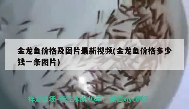 金龍魚價格及圖片最新視頻(金龍魚價格多少錢一條圖片)