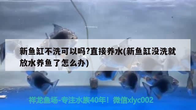 新魚缸不洗可以嗎?直接養(yǎng)水(新魚缸沒洗就放水養(yǎng)魚了怎么辦)