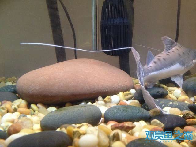黃金貓魚幼魚最佳投喂量（黃金貓魚幼魚最佳投喂量，黃金貓魚幼魚飼料選擇指南） 黃金貓魚幼魚最佳投喂量（黃金貓魚幼魚最佳投喂量，黃金貓魚幼魚飼料選擇指南） 黃金貓魚百科 第1張