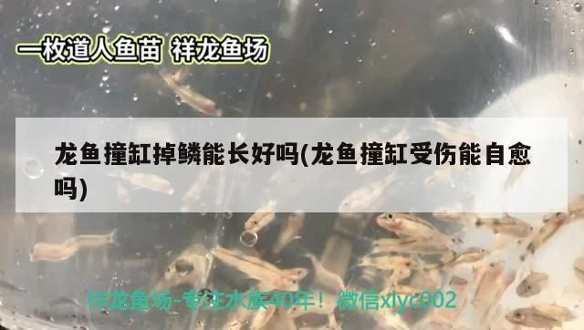 龍魚鱗片受傷必須要拔掉嗎vs祥龍魚場：龍魚鱗片受傷是否需要拔掉