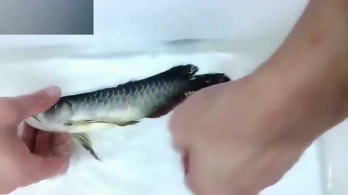 龍魚鱗片受傷必須要拔掉嗎vs祥龍魚場：龍魚鱗片受傷是否需要拔掉