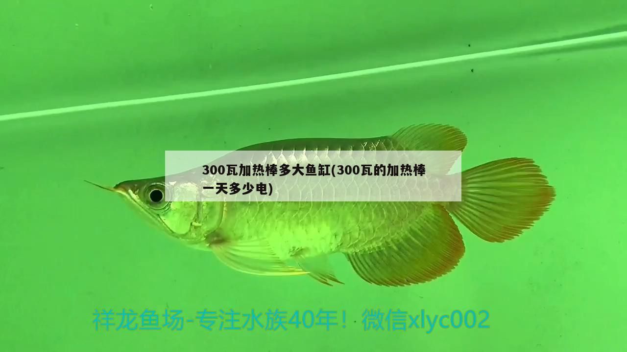 龍魚弓背能恢復嗎：龍魚弓背之謎，自愈還是疾??？