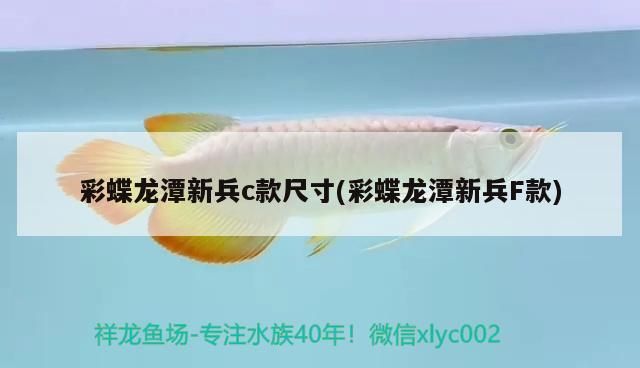 彩蝶龍潭新兵c款尺寸(彩蝶龍潭新兵F款)