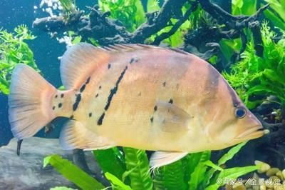 養(yǎng)虎魚(yú)有什么講究和忌諱：養(yǎng)虎魚(yú)有什么講究和忌諱嗎？