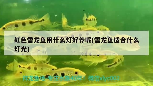 紅色雷龍魚用什么燈好養呢(雷龍魚適合什么燈光) 紅色雷龍魚用什么燈好養呢(雷龍魚適合什么燈光) 錦鯉魚百科