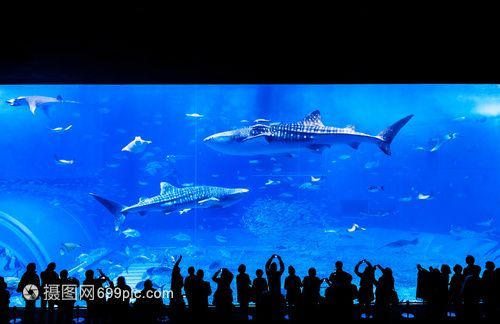 水族館店鋪照片高清：水族館店鋪高清照片