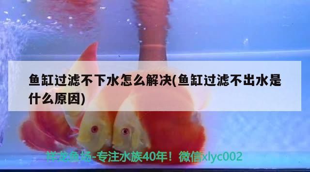 魚缸過濾不下水怎么解決(魚缸過濾不出水是什么原因)