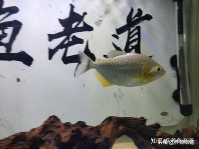 觀賞魚每次喂多少（關于觀賞魚喂食量的一些建議） 觀賞魚每次喂多少（關于觀賞魚喂食量的一些建議） 可麗愛魚缸 第4張