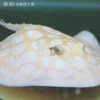 魟魚向上爬：關于魟魚向上爬行的行為