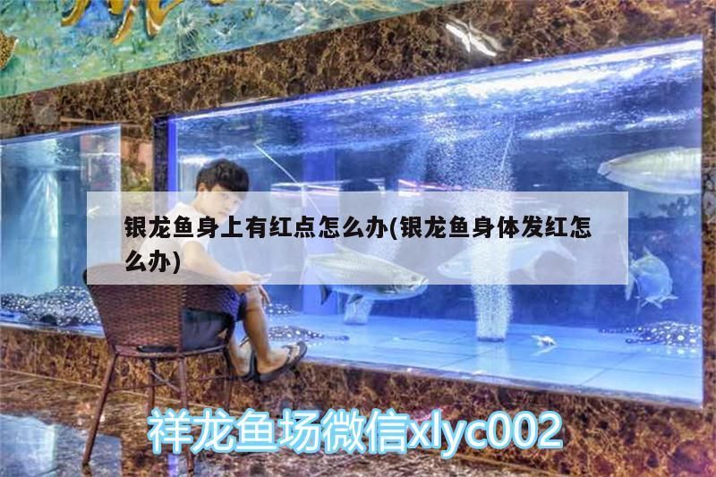 銀龍魚身上有紅點怎么辦(銀龍魚身體發(fā)紅怎么辦)