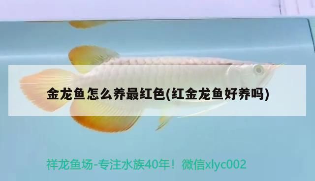 金龍魚怎么養(yǎng)最紅色(紅金龍魚好養(yǎng)嗎) 金龍魚怎么養(yǎng)最紅色(紅金龍魚好養(yǎng)嗎) 黃金貓魚百科
