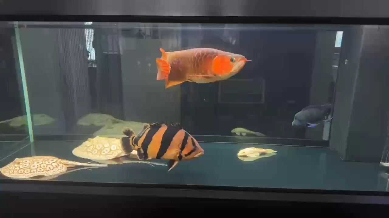 哪都去不了，只能喝茶看魚