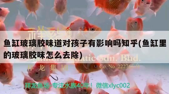 魚缸玻璃膠味道對孩子有影響嗎知乎(魚缸里的玻璃膠味怎么去除) 魚缸玻璃膠味道對孩子有影響嗎知乎(魚缸里的玻璃膠味怎么去除) 可麗愛魚缸